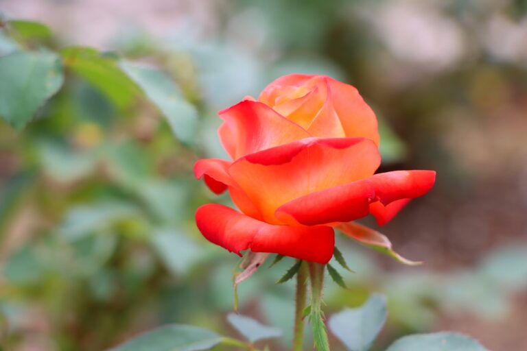 F8X YArbYAAJMVb 768x512